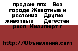 продаю лпх - Все города Животные и растения » Другие животные   . Дагестан респ.,Кизилюрт г.